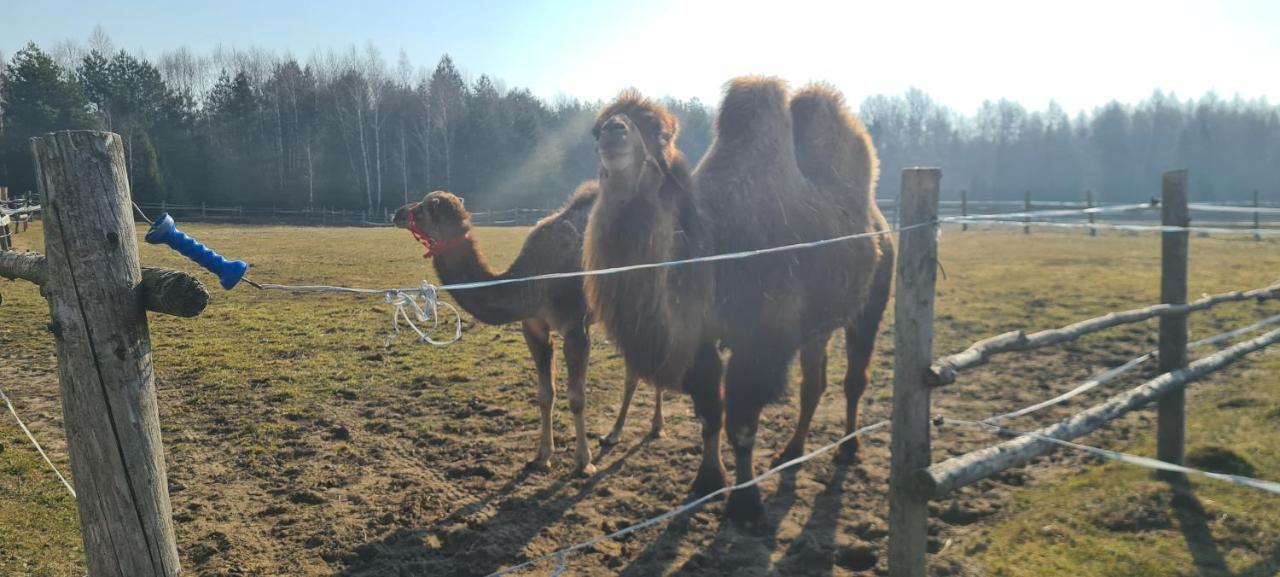 Pensjonat Przy Stajni Kierzkowo  Exterior foto