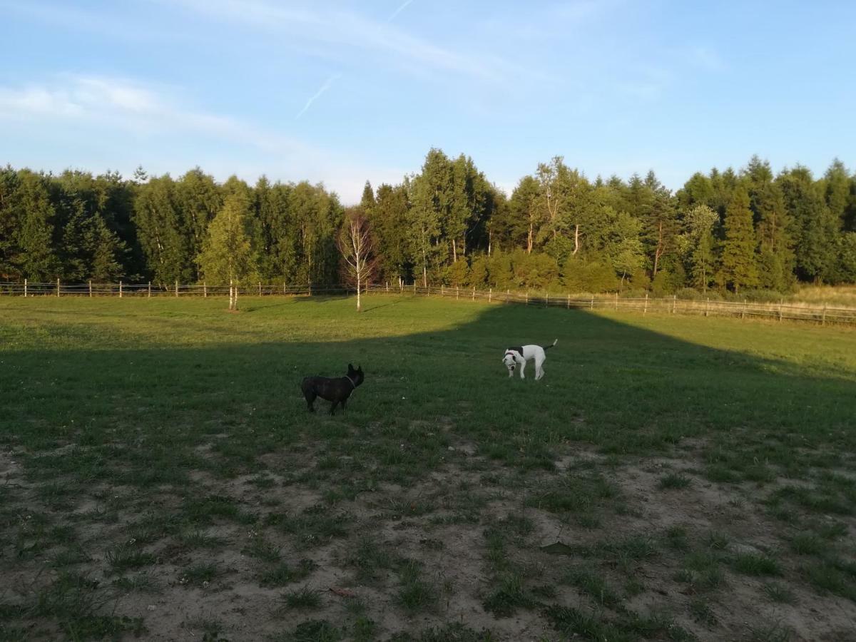 Pensjonat Przy Stajni Kierzkowo  Exterior foto